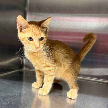 Rescue Domestic Short Hair Cats for Adoption in Pauls Valley, Oklahoma - Stitch | PetCurious