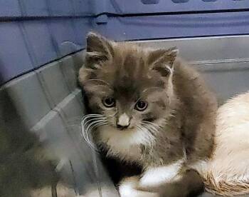 VICTORY -  Domestic Short Hair Cat Available for Adoption in Aurora, Illinois - VICTORY | PetCurious