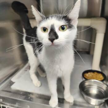 Poppy -  Domestic Short Hair Cat for Adoption in Jersey City, New Jersey - Poppy | PetCurious