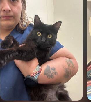 Sapphire4 -  Domestic Medium Hair Cat for Adoption in Parker, Colorado - Sapphire4 | PetCurious