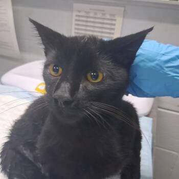 Pumpkin Pants -  Domestic Short Hair Cat for Adoption in Summerville, South Carolina - Pumpkin Pants | PetCurious