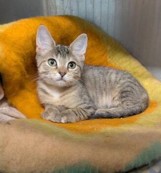 Swift -  Tabby Cat for Adoption in Ocala, Florida - Swift | PetCurious