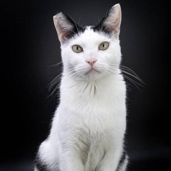 Stephen -  Domestic Short Hair Cat for Adoption in Los Angeles, California - Stephen | PetCurious
