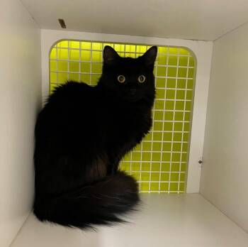 Domestic Long Hair Cats Available for Adoption in Gorham, Maine - Mills | PetCurious