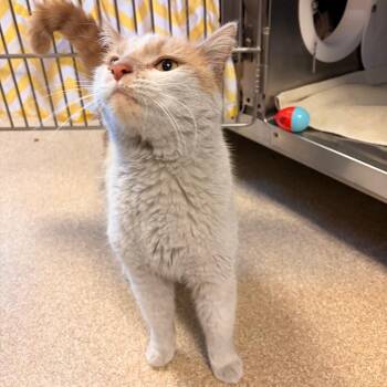 Jax -  Domestic Short Hair Cat for Adoption in Bristol, Indiana - Jax | PetCurious