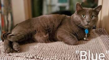 Domestic Short Hair and Russian Blue Cats Available for Adoption in Battle Ground, Washington - EG - Blue | PetCurious