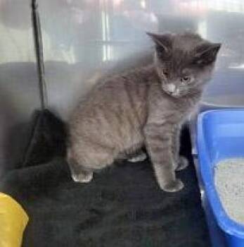 Dragon -  Domestic Short Hair Cat for Adoption in Fishers, Indiana - Dragon | PetCurious