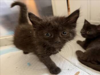 *SHURI -  Domestic Medium Hair Cat for Adoption in Woodland, California - *SHURI | PetCurious