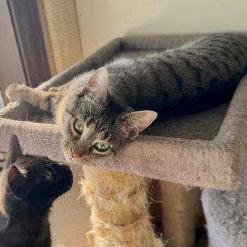 Barbie -  Domestic Short Hair Cat for Adoption in North Tonawanda, New York - Barbie | PetCurious