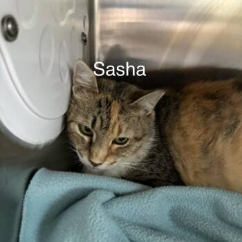 Sasha -  Domestic Short Hair Cat for Adoption in Knoxville, Tennessee - Sasha | PetCurious