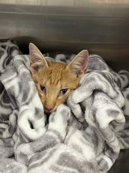 Finn -  Domestic Short Hair Cat for Adoption in Mobile, Alabama - Finn | PetCurious