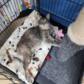 Dottie (C000-734) - Chino Hills Location -  Domestic Short Hair Cat for Adoption in Chino Hills, California - Dottie (C000-734) - Chino Hills Location | PetCurious