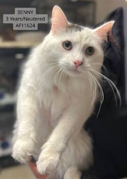 Rescue Domestic Short Hair Cats for Adoption - Benny | PetCurious