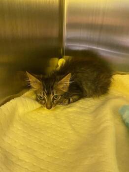 Benny -  Domestic Short Hair Cat for Adoption in Jackson, Tennessee - Benny | PetCurious