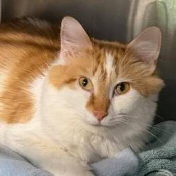 Magnolia -  Domestic Medium Hair Cat for Adoption in Cumming, Georgia - Magnolia | PetCurious