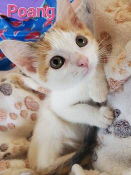 Poang -  Domestic Short Hair Cat for Adoption in Cincinnati, Ohio - Poang | PetCurious