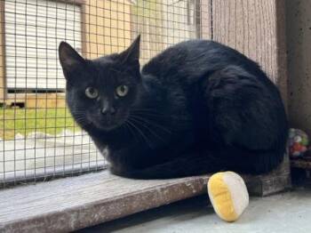 Domestic Short Hair Cats Available for Adoption in Cashiers, North Carolina - Sally | PetCurious