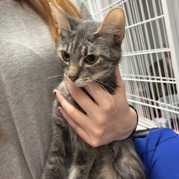 tooty -  Domestic Short Hair Cat for Adoption in Franklin, North Carolina - Tooty | PetCurious