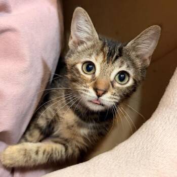 Kiwi -  Domestic Short Hair Cat for Adoption in Quail Heights, Florida - Kiwi | PetCurious