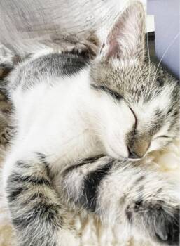 Tabby Cats Available for Adoption in Alameda, California - Stormy | PetCurious