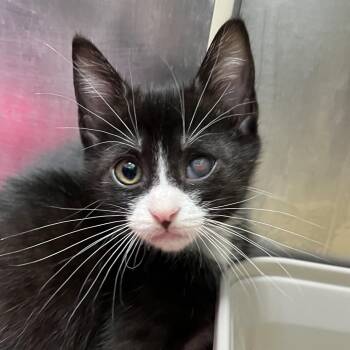 Cucumber Melon -  Domestic Medium Hair Cat for Adoption in Hawthorne, California - Cucumber Melon | PetCurious