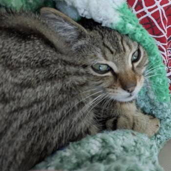 Finn -  Domestic Short Hair Cat for Adoption in Madison, Wisconsin - Finn | PetCurious
