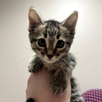 Rescue Domestic Short Hair Cats for Adoption in Fort Collins, Colorado - Franklin | PetCurious