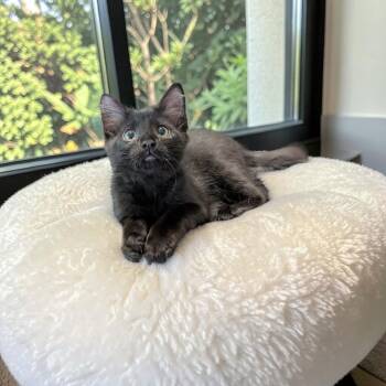 Oregano -  Domestic Medium Hair Cat for Adoption in Fort Worth, Texas - Oregano | PetCurious