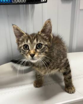 Rescue Domestic Short Hair Cats for Adoption in Pierceton, Indiana - Sativa | PetCurious