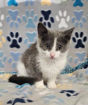Pinky -  Domestic Short Hair Cat for Adoption in Wabash, Indiana - Pinky | PetCurious