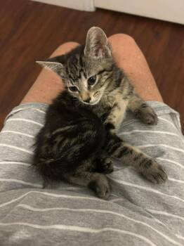 Mandy Johnson -  Domestic Short Hair and Tabby Cat for Adoption in Chandler, Arizona - Mandy Johnson | PetCurious