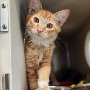 Poe -  Domestic Short Hair Cat for Adoption in Reno, Nevada - Poe | PetCurious