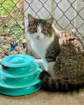 Judy -  Domestic Long Hair Cat for Adoption in Ashland, Ohio - Judy | PetCurious