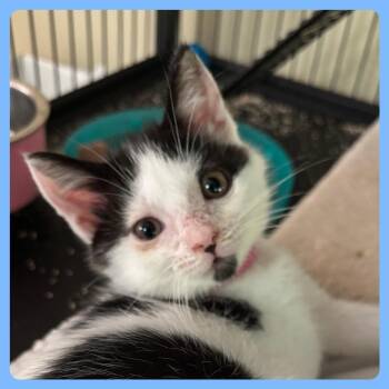 Pinky Promise -  Domestic Short Hair Cat for Adoption in Charlottesville, Virginia - Pinky Promise | PetCurious