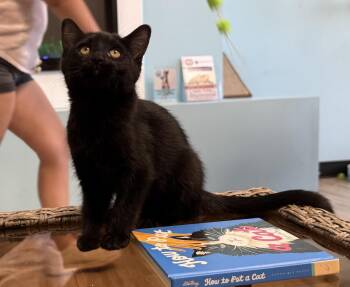 Paku Flea -  Domestic Short Hair Cat for Adoption in Chandler, Arizona - Paku Flea | PetCurious