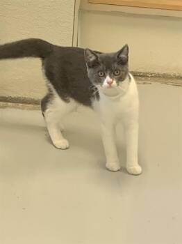 WINEHOUSE -  Domestic Short Hair Cat for Adoption in Sarasota, Florida - WINEHOUSE | PetCurious