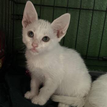 Domestic Short Hair Cats Available for Adoption in Kyle, Texas - COTTON | PetCurious