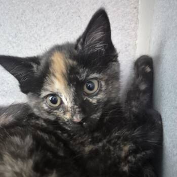 Turtleneck -  Domestic Short Hair Cat for Adoption in Newark, New Jersey - Turtleneck | PetCurious