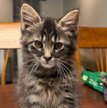 Louis -  Domestic Medium Hair Cat for Adoption in Raeford, North Carolina - Louis | PetCurious