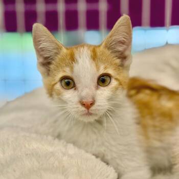 Tom Petty -  Domestic Short Hair Cat for Adoption in Brownsboro, Alabama - Tom Petty | PetCurious