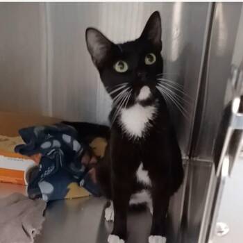 Mulan -  Domestic Short Hair Cat for Adoption in Oak Park, Illinois - Mulan | PetCurious