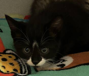 Omelet -  Domestic Short Hair Cat for Adoption in Mason City, Iowa - Omelet | PetCurious