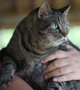 Cleo -  Domestic Short Hair Cat for Adoption in North Fort Myers, Florida - Cleo | PetCurious