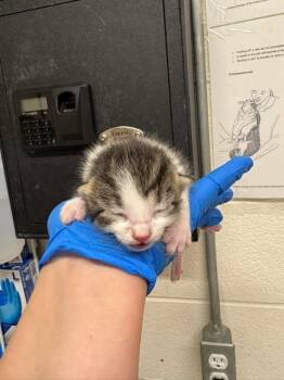 Clavicus -  Domestic Short Hair Cat for Adoption in Fruit Heights, Utah - Clavicus | PetCurious