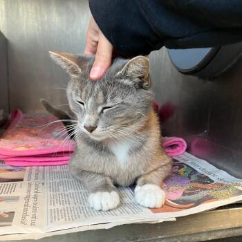 Misha -  Domestic Short Hair Cat for Adoption in Chicago, Illinois - Misha | PetCurious
