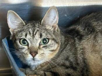 Domestic Short Hair Cats Available for Adoption - Pitter | PetCurious