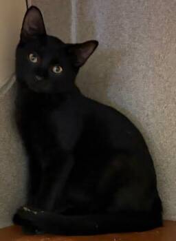 Salem -  Domestic Short Hair Cat for Adoption - Salem | PetCurious