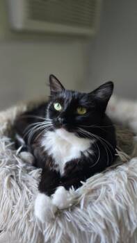 Rescue Maine Coon Cats for Adoption in Santa Ana, California - SWEETY | PetCurious