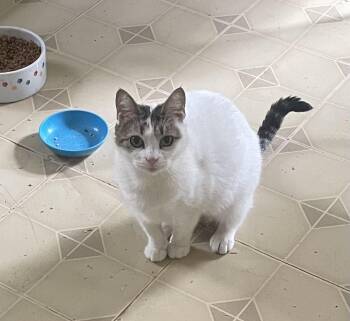 Lilly -  Domestic Short Hair Cat for Adoption in Troy, New York - Lilly | PetCurious