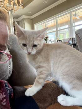 Sophie -  Domestic Short Hair Cat for Adoption in Chattanooga, Tennessee - Sophie | PetCurious